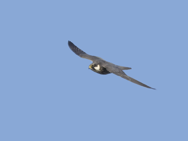 Nuolihaukka, Eurasian Hobby, Falco subbuteo
